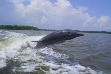 Manatee Ecotour and Shelling Adventure