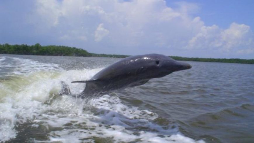 Manatee Ecotour and Shelling Adventure